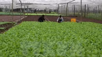 RoK helps Quang Tri develop organic farming