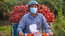 Bac Giang lychee trademark protected in eight countries