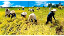 United Nations to honor a Vietnamese farmer