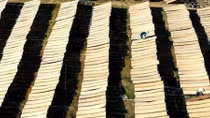 The “fields” of rice vermicelli