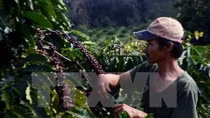 Lam Dong looks to develop local coffee brand