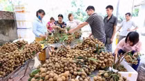 Vietnam focuses on fruit exports for higher value
