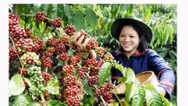 Changes brew in coffee industry
