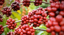 Product quality key to boosting coffee exports to North Europe