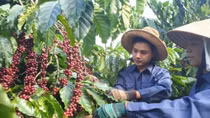 Vietnam to manage coffee quality through new database