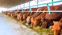 Imports driving Vietnam cattle farmers out of business