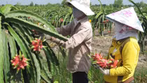 Branding agribusiness commodities for adding value