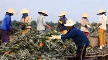 Fruit processing factory to be built in Hau Giang