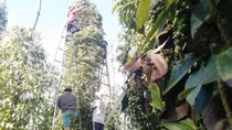 Vietnam at risk of losing pepper export markets due to high freight costs