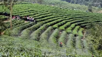 20,000 farmers join in int’l standard tea production