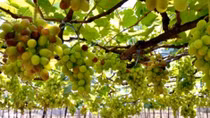 Grape and wine festival 2019 set for April in Ninh Thuan