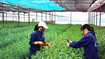 Japan helps develop organic agriculture in Ben Tre