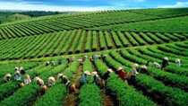 Farmers shifts to high-value perennial trees