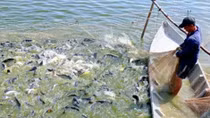 ID numbers for tra fish allow for trace of origin