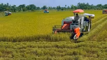 Local rice industry needs technology in preservation, processing