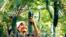 Improved quality boosts export of fruit, vegetables