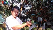 400 tons of Lo Ren star apples to be shipped to US