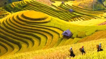 Hoang Su Phi terraced fields to be spotlighted in culture week
