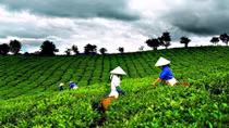 Local tea exports surge in first half