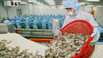 Local shrimp exports enjoy vigorous growth in second quarter