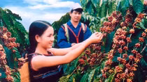 Coffee export reaches 1.79 million tonnes in 2016