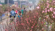 Spring flower markets to welcome Lunar New Year 