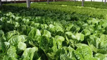 New strategy to develop national organic agriculture