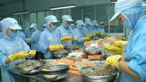 Vietnam imports over 120,000 tons of shrimp a year: expert