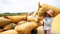 The bumpy road of rice export