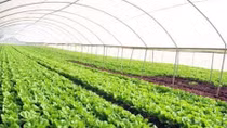 Quang Ninh calls for Japanese city’s investment in agriculture