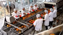 Vietnam, Netherlands seek to boost trading in fruits, vegetables