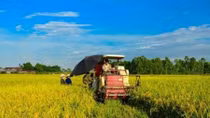 Made-in-Vietnam varieties cover 59% of rice fields