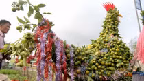 Vietnamese farmers prepare to sell rooster-shaped trees for Tet