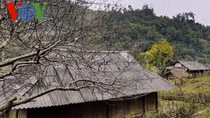 Spring in ethnic minority hamlets in Northwestern region