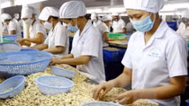 Cashew exports in eight months fetch US$2.2 billion