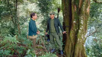 Hundred-year-old cinnamon forest in the middle of the Truong Son range conserved 