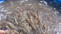 Vietnam going big on shrimp farming