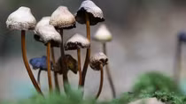 Mental Reset: This is How Magic Mushrooms Treat Depression