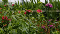 Phu Van flower village before the Year of Rooster 
