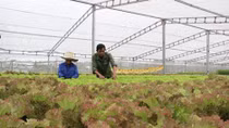 First hydroponic vegetable garden arose in Hue 