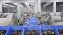 VASEP forecast upbeat shrimp export growth for 2018