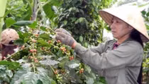 Vietnam expects to export 1.7 mln tonnes of coffee this year