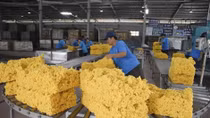 Deputy PM hones in on unregistered firms