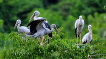 Thung Nham-a green oasis