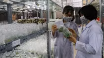 Viet Nam develops forestry industry, explores collaboration with US