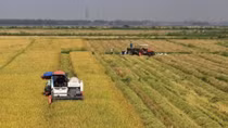 Northern localities work hard to improve rice productivity