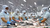 US becomes Vietnam’s largest tra fish importer