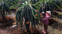 Vietnamese fruit sent to tough markets