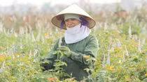 Capital wants more high-tech farms