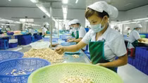 Vietnam retains its position as world’s leading cashew exporter